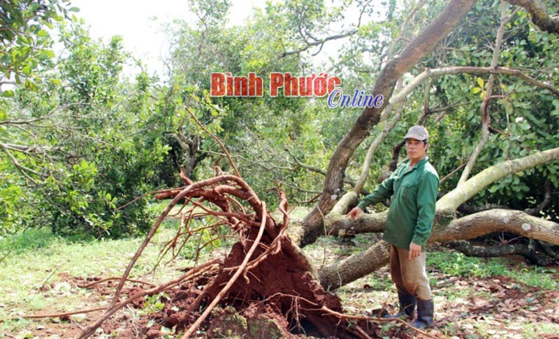 Lốc xoáy gây thiệt hại nặng cho người dân Thống Nhất