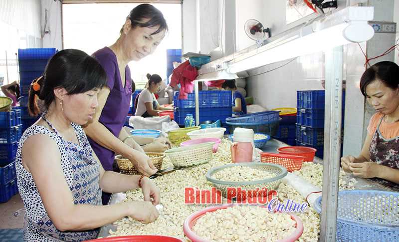 Bí quyết thành công của hạt điều Thanh Minh Ngọc