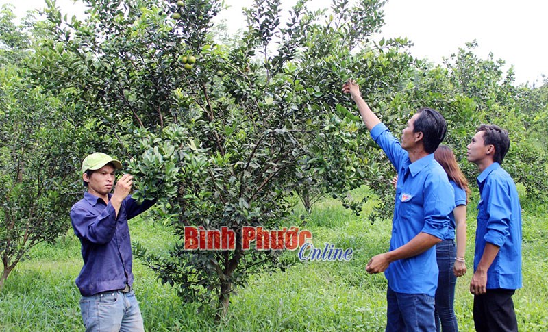 Cải thiện thu nhập từ trồng cây có múi