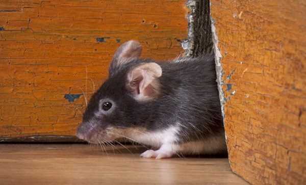 Nguy cơ nạn chuột mang mầm bệnh và chủng virus mới tại New York