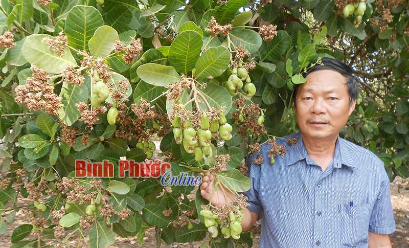 Cựu chiến binh Cao Trường Chinh làm kinh tế giỏi