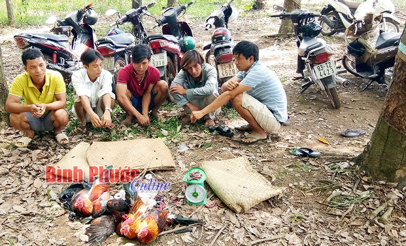 Ph&aacute; tụ điểm đ&aacute; g&agrave; ăn tiền nhờ &ldquo;tai mắt&rdquo; nh&acirc;n d&acirc;n