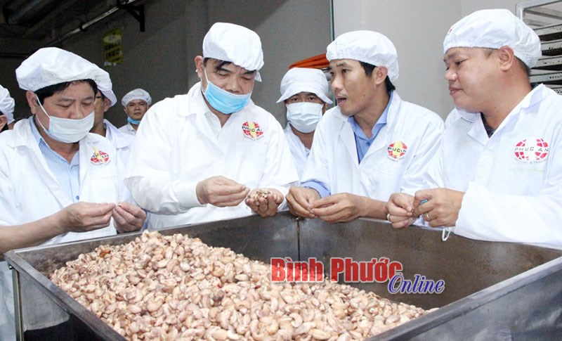 Để ngành điều trở thành kinh tế mũi nhọn của cả nước