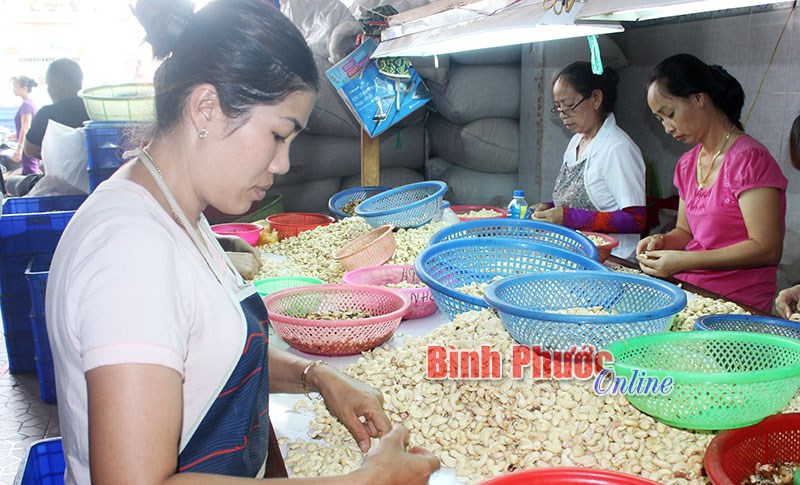 Để ngành điều Việt dẫn thế “thượng phong”