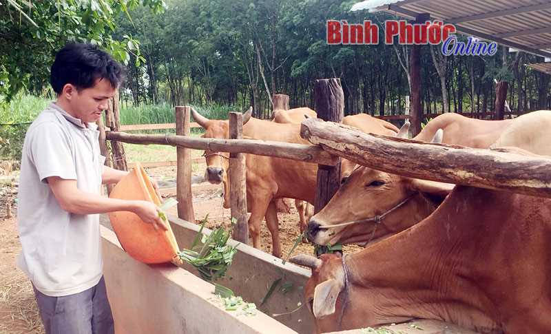 Đồng Phú tìm hướng đi cho người chăn nuôi bò thịt