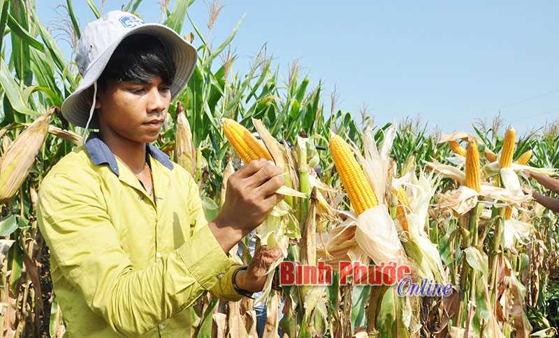 Chính sách chuyển giao công nghệ qua hoạt động khuyến nông