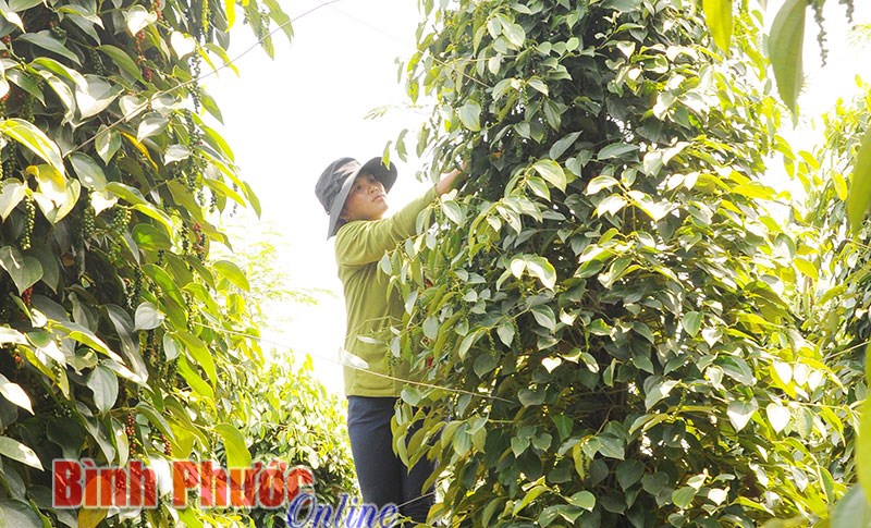 Hồ tiêu và con đường dẫn dắt thị trường thế giới - Bài 3