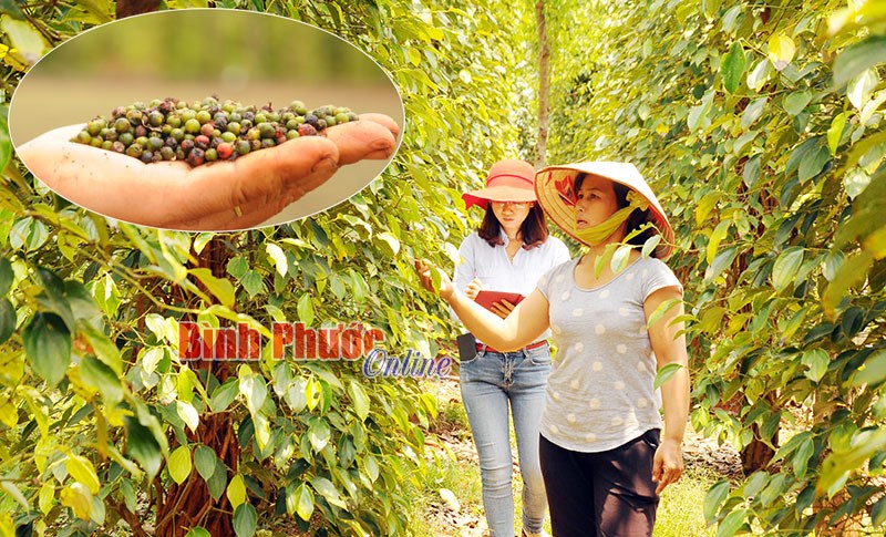 Hồ tiêu và con đường dẫn dắt thị trường thế giới - Bài 7