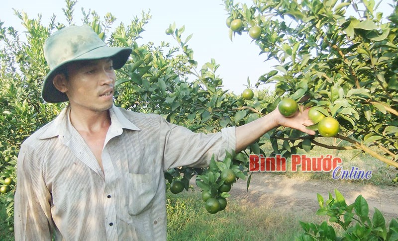 Chớm vào mua khô, giá dừa và trái có múi tăng cao