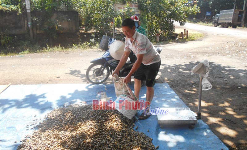 Giá điều cuối vụ giảm còn 32,5 ngàn đồng/kg