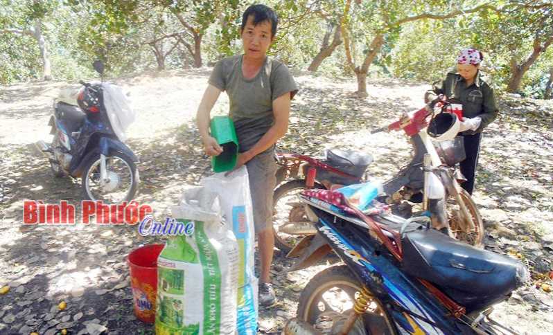 Giá điều rớt cuối vụ, nông hộ phơi khô tích trữ