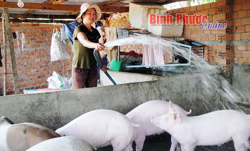 Giá heo tăng, niềm vui chưa trọn