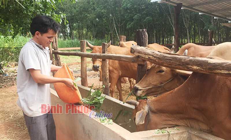 Bò giảm giá - người chăn nuôi lo lắng