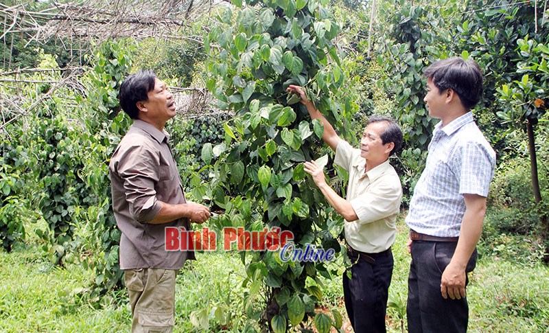 Hồ tiêu và con đường dẫn dắt thị trường thế giới - Bài 5