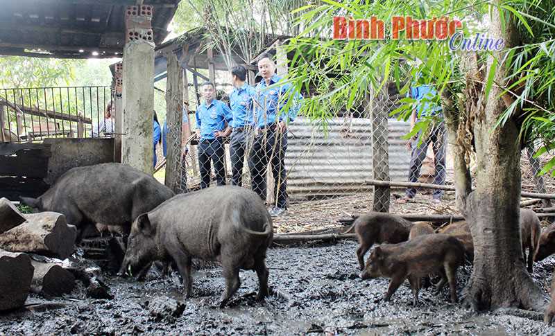 Hỗ trợ con giống giúp thanh niên thoát nghèo