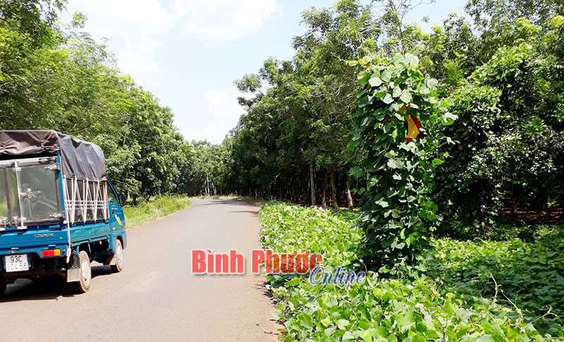 Dây leo che kín biển báo