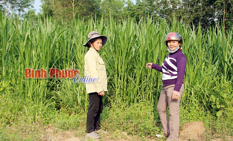 Phát triển kinh tế từ liên kết trong chăn nuôi