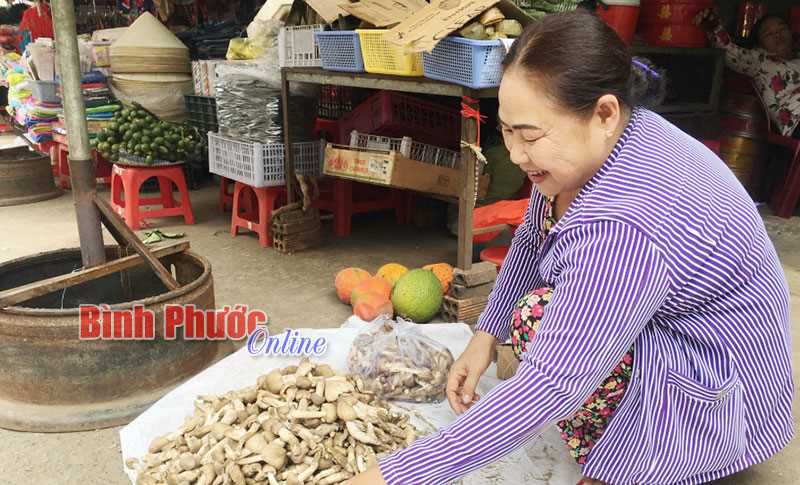 Nấm mối đầu mùa, giá 400 ngàn đồng/kg