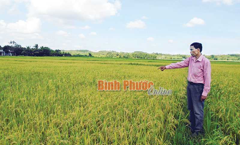 Hiệu quả Tổ hợp tác sản xuất lúa nước Lộc Khánh