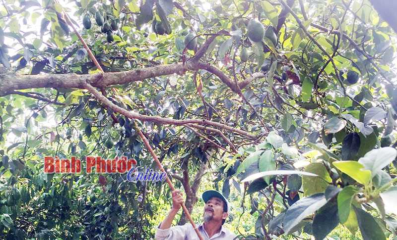 Một vốn bốn lời từ trồng xen bơ sáp trái vụ