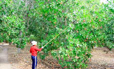 4 tháng, thu ngân sách của tỉnh thực hiện 2.467 tỷ đồng