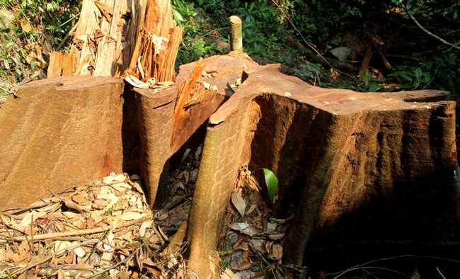 Điều tra, xử lý nghiêm các vụ phá rừng