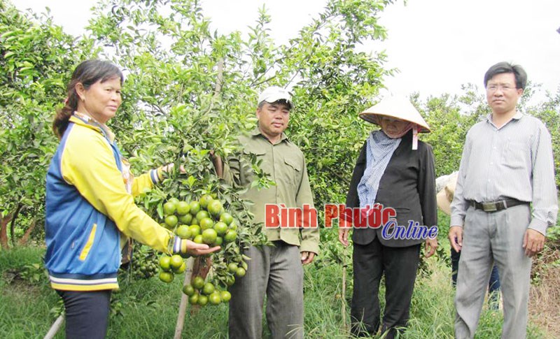 Giá xoài, quýt đường đạt mức cao