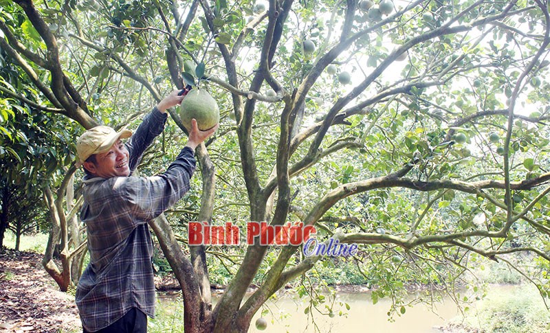 Nhà nông Đinh Văn Sanh đam mê cây ăn trái