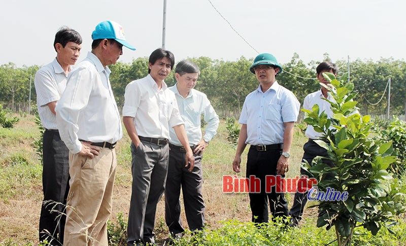 Xu hướng lập vườn cây ăn trái ở Bù Đốp