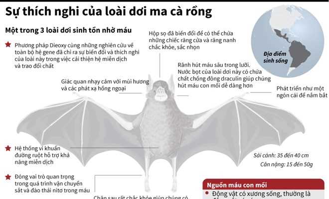 [Infographics] Sự thích nghi của loài dơi ma cà rồng hút máu