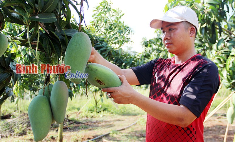 Khởi nghiệp từ xoài Đài Loan