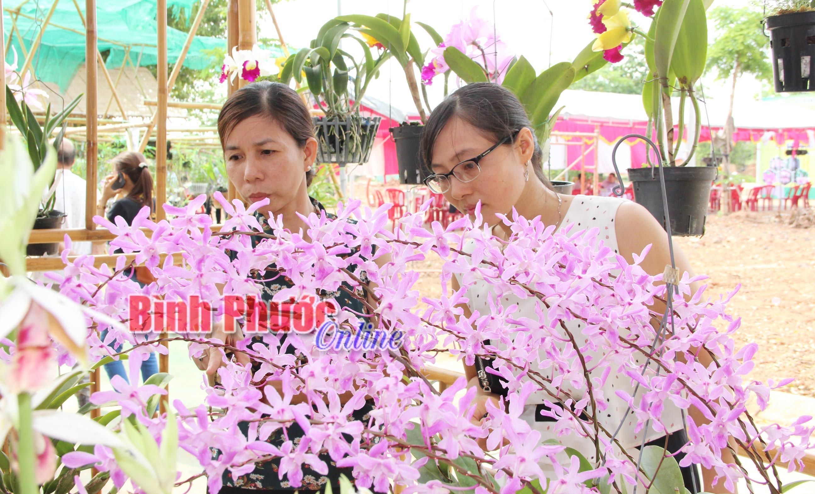 Đồng Xoài tổ chức hội thi hoa lan mở rộng