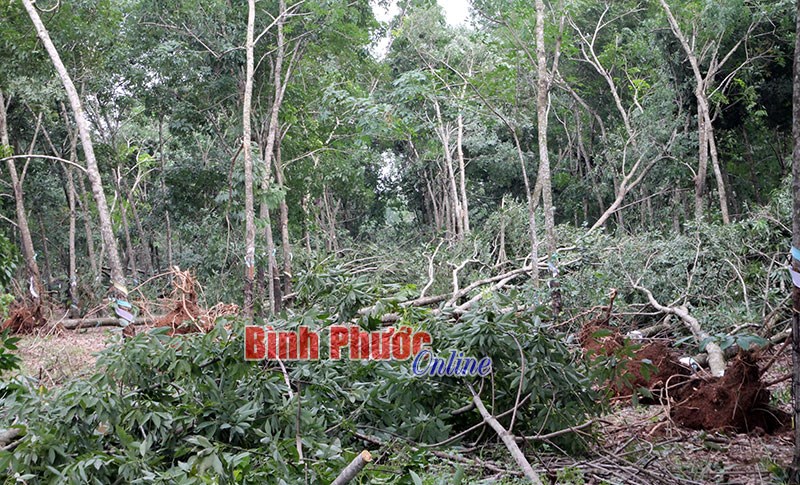 Lốc xoáy quét qua vườn cây của người dân xã Tân Thành