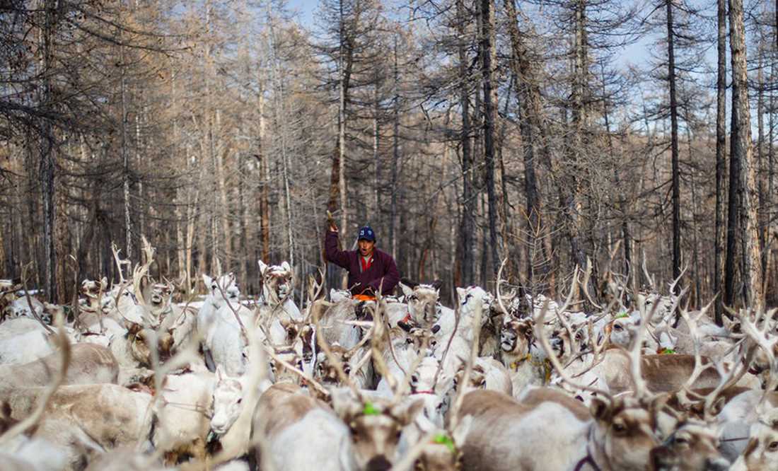 Cuộc sống của bộ tộc chăn tuần lộc cuối cùng ở Mông Cổ