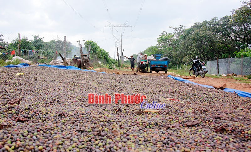 “Cà phê pin con ó” tuồn về Bình Phước: Người tiêu dùng hoang mang, doanh nghiệp làm cà phê đau