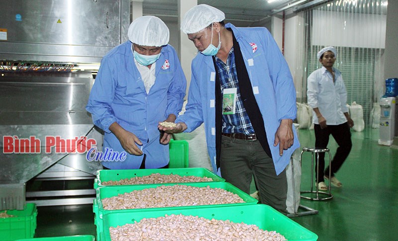 Để ngành điều Bình Phước giữ vững vị trí “Quán quân” - Bài 3
