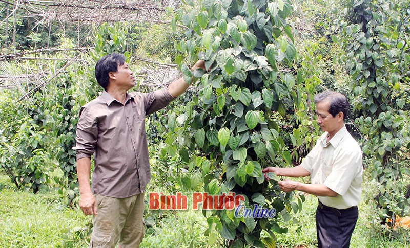 Hồ tiêu và con đường dẫn dắt thị trường thế giới - Bài 10