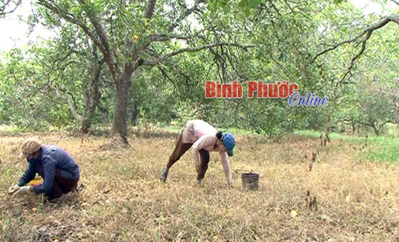 Nhiều biện pháp hỗ trợ nông dân bị sâu hại cây điều