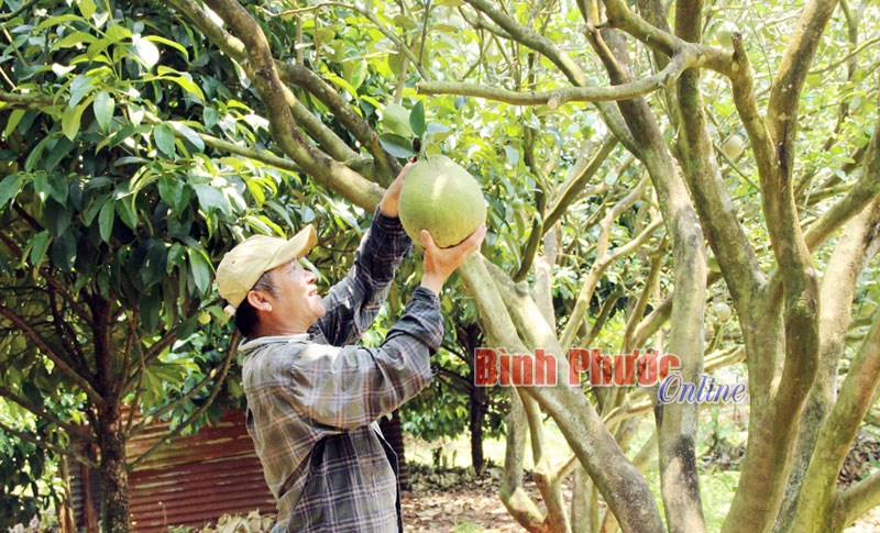 Nông dân Phước Long hướng đến sản xuất ứng dụng công nghệ cao