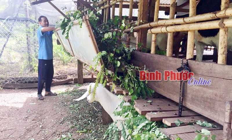 Nuôi dê thoát nghèo