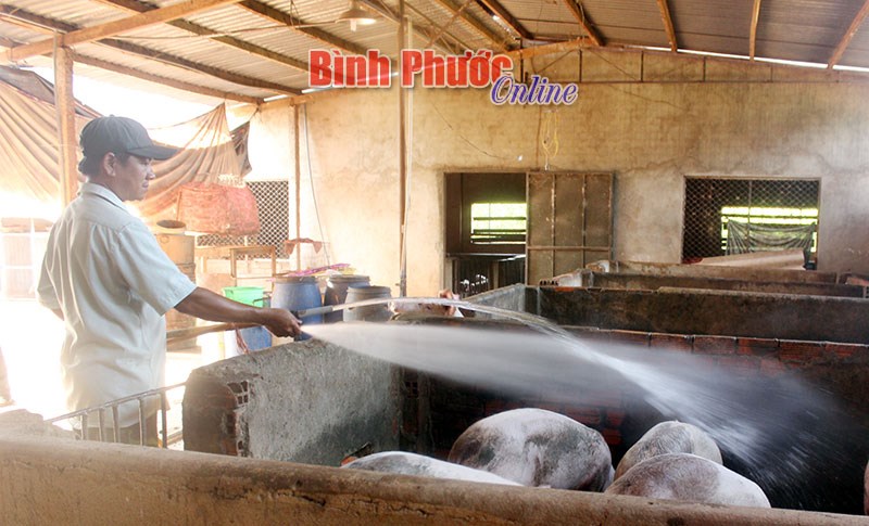 Nuôi heo công nghệ cao để tồn tại và phát triển