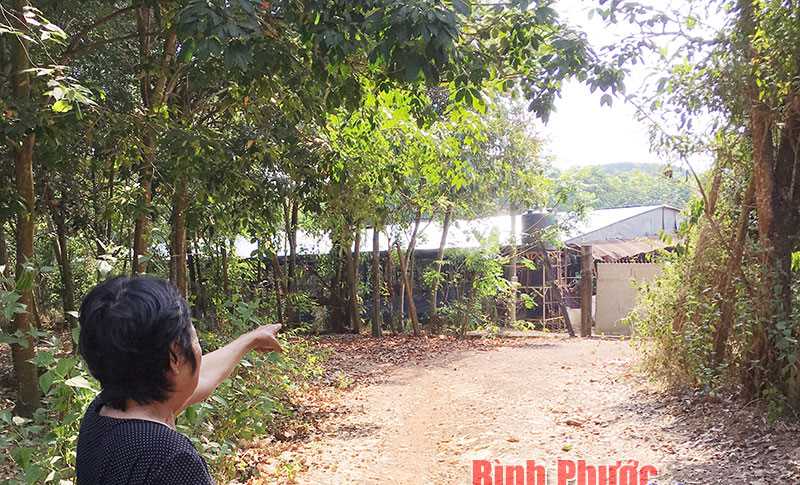 Chăn nuôi heo gây ô nhiễm môi trường