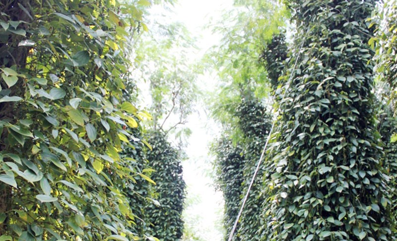 Ph&aacute;t triển kinh tế l&agrave; nền tảng x&acirc;y dựng hệ thống ch&iacute;nh trị vững chắc