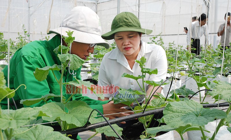 Ph&oacute; b&iacute; thư Thường trực Tỉnh ủy Trần Tuệ Hiền kiểm tra n&ocirc;ng th&ocirc;n mới huyện Đồng Ph&uacute;, Hớn Quản