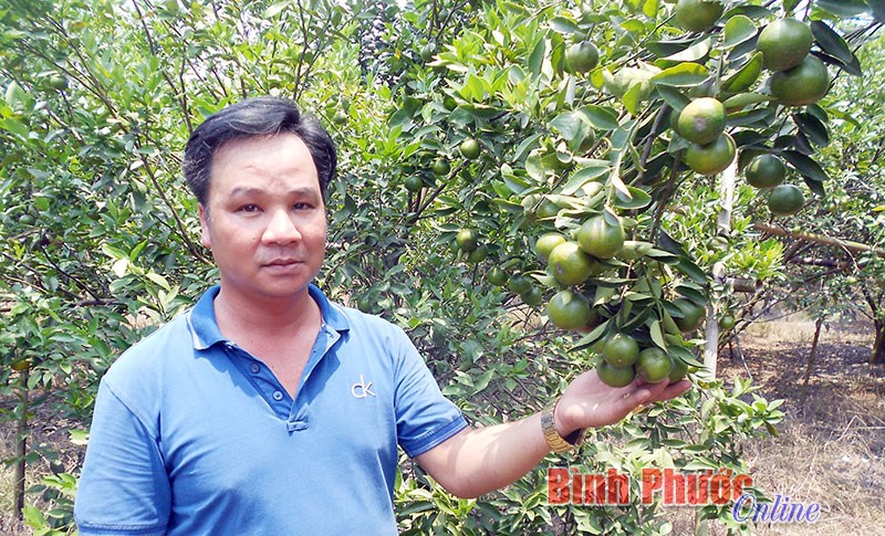 Rời phố lên rừng làm giàu