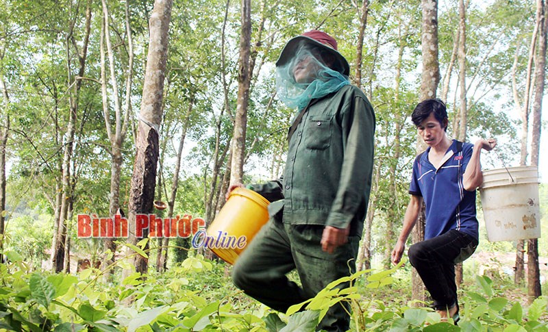 Săn mật ong rừng