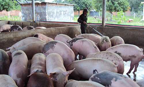 Siết chặt quản lý đối với hoạt động chăn nuôi gia súc, gia cầm