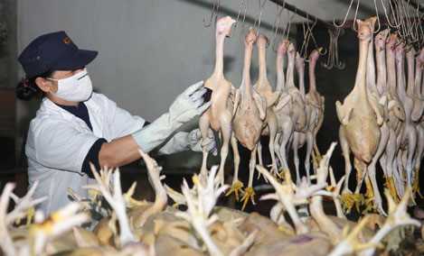 Kiểm soát giết mổ 66.111 con gia súc, gia cầm