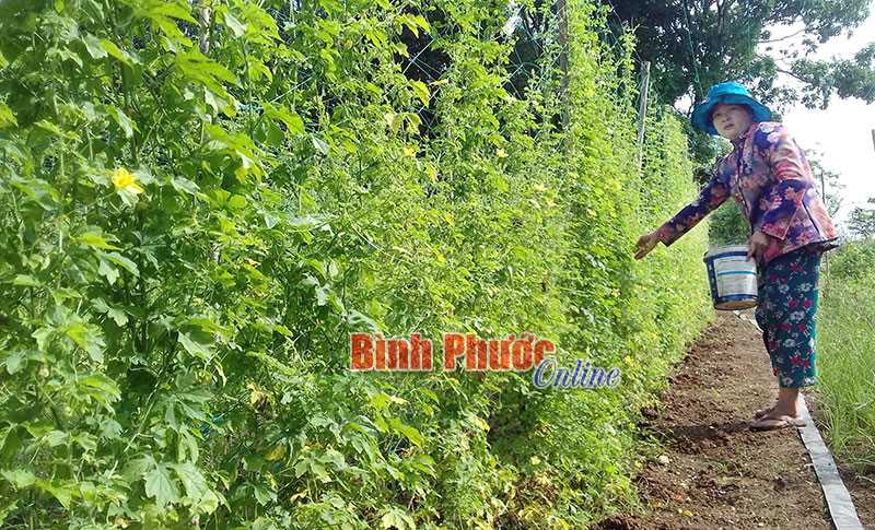 Tăng thu từ rau trái vụ