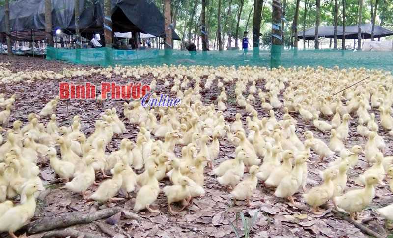 Thu nhập cao từ nuôi vịt siêu nạc